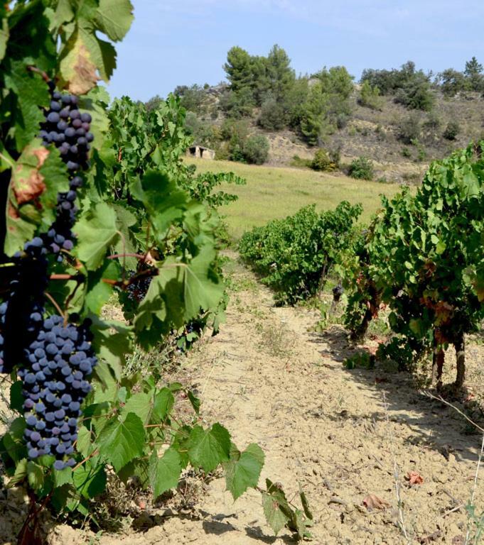 Gite Vigneron Du Domaine D'Alon Magrie المظهر الخارجي الصورة