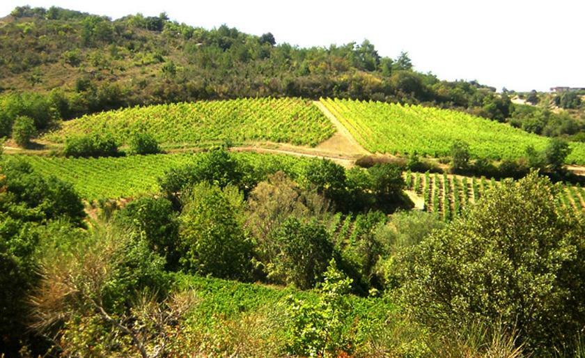 Gite Vigneron Du Domaine D'Alon Magrie المظهر الخارجي الصورة