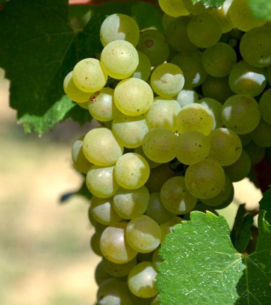 Gite Vigneron Du Domaine D'Alon Magrie المظهر الخارجي الصورة